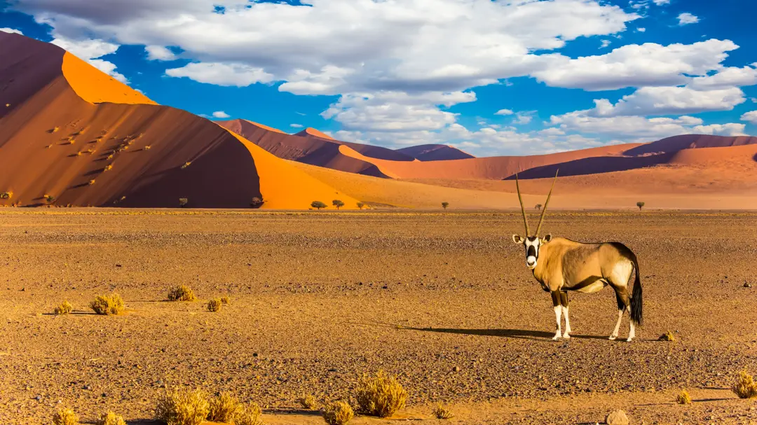 Kalahari Desert